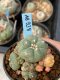 Lophophora williamsii variegata 5-6 cm 8 years from seed ownroot from japan