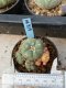 Lophophora williamsii variegata 5-6 cm 8 years from seed ownroot from japan