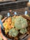 Lophophora williamsii variegata 5-6 cm 8 years from seed ownroot from japan