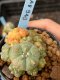 Lophophora williamsii variegata 5-6 cm 8 years from seed ownroot from japan