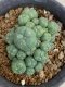 Lophophora williamsii variegata 5-6 cm 8 years from seed ownroot from japan