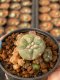 Lophophora williamsii variegata 5-6 cm 8 years from seed ownroot from japan