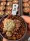 Lophophora williamsii variegata 5-6 cm 8 years from seed ownroot from japan