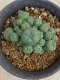 Lophophora williamsii variegata 5-6 cm 8 years from seed ownroot from japan