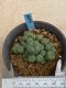 Lophophora williamsii variegata 5-6 cm 8 years from seed ownroot from japan