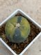 Lophophora Fricii variegata 5-6 cm 8 years from seed ownroot from japan