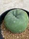 Lophophora diffusa variegata 5-6 cm 8 years from seed ownroot from japan