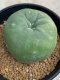 Lophophora diffusa variegata 5-6 cm 8 years from seed ownroot from japan