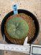 Lophophora diffusa variegata 5-6 cm 8 years from seed ownroot from japan