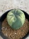 Lophophora williamsii variegata 5-6 cm 8 years from seed ownroot from japan