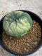 Lophophora williamsii variegata 5-6 cm 8 years from seed ownroot from japan