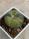 Lophophora Fricii variegata 5-6 cm 8 years from seed ownroot from japan