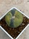 Lophophora Fricii variegata 5-6 cm 8 years from seed ownroot from japan