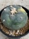 Lophophora Williamsii variegata 5-6 cm 8 years from seed ownroot from japan