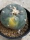 Lophophora Williamsii variegata 5-6 cm 8 years from seed ownroot from japan