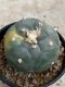 Lophophora Williamsii variegata 5-6 cm 8 years from seed ownroot from japan