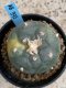 Lophophora Williamsii variegata 5-6 cm 8 years from seed ownroot from japan