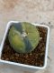 Lophophora Fricii variegata 5-6 cm 8 years from seed ownroot from japan