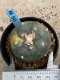 Lophophora Williamsii variegata 5-6 cm 8 years from seed ownroot from japan