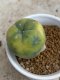 Lophophora Fricii variegata 5-6 cm 8 years from seed ownroot from japan