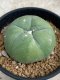 Lophophora Diffusa variegata 5-6 cm 8 years from seed ownroot from japan