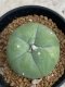 Lophophora Diffusa variegata 5-6 cm 8 years from seed ownroot from japan