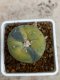 Lophophora Fricii variegata 5-6 cm 8 years from seed ownroot from japan