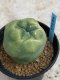 Lophophora Diffusa variegata 5-6 cm 8 years from seed ownroot from japan