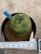 Lophophora Diffusa variegata 5-6 cm 8 years from seed ownroot from japan