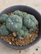 Lophophora williamsii variegata 5-6 cm 8 years from seed ownroot from japan