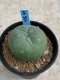 Lophophora Diffusa variegata 5-6 cm 8 years from seed ownroot from japan