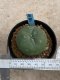 Lophophora Diffusa variegata 5-6 cm 8 years from seed ownroot from japan