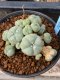 Lophophora williamsii variegata 5-6 cm 8 years from seed ownroot from japan