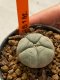 Lophophora williamsii 4-5 cm 7 years old seed ownroot flower seedling ロフォフォラ　烏羽玉　仔吹き　サボテン