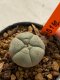 Lophophora williamsii 4-5 cm 7 years old seed ownroot flower seedling ロフォフォラ　烏羽玉　仔吹き　サボテン