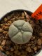 Lophophora williamsii 4-5 cm 7 years old seed ownroot flower seedling ロフォフォラ　烏羽玉　仔吹き　サボテン