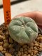 Lophophora williamsii 4-5 cm 7 years old seed ownroot flower seedling ロフォフォラ　烏羽玉　仔吹き　サボテン