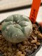 Lophophora williamsii 4-5 cm 7 years old seed ownroot flower seedling ロフォフォラ　烏羽玉　仔吹き　サボテン