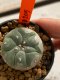 Lophophora williamsii 4-5 cm 7 years old seed ownroot flower seedling ロフォフォラ　烏羽玉　仔吹き　サボテン