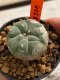 Lophophora williamsii 4-5 cm 7 years old seed ownroot flower seedling ロフォフォラ　烏羽玉　仔吹き　サボテン