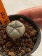 Lophophora williamsii 4-5 cm 7 years old seed ownroot flower seedling ロフォフォラ　烏羽玉　仔吹き　サボテン