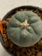 Lophophora williamsii 4-5 cm 7 years old seed ownroot flower seedling ロフォフォラ　烏羽玉　仔吹き　サボテン