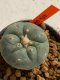 Lophophora williamsii 4-5 cm 7 years old seed ownroot flower seedling ロフォフォラ　烏羽玉　仔吹き　サボテン