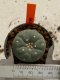 Lophophora williamsii 4-5 cm 7 years old seed ownroot flower seedling ロフpォフォラ　烏羽玉　仔吹き　サボテン