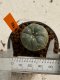 Lophophora williamsii 4-5 cm 7 years old seed ownroot flower seedling ロフpォフォラ　烏羽玉　仔吹き　サボテン