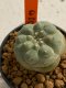 Lophophora williamsii 4-5 cm 7 years old seed ownroot flower seedling ロフpォフォラ　烏羽玉　仔吹き　サボテン