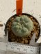 Lophophora williamsii 4-5 cm 7 years old seed ownroot flower seedling ロフpォフォラ　烏羽玉　仔吹き　サボテン