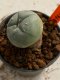 Lophophora williamsii 4-5 cm 7 years old seed ownroot flower seedling ロフpォフォラ　烏羽玉　仔吹き　サボテン