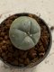 Lophophora williamsii 4-5 cm 7 years old seed ownroot flower seedling ロフpォフォラ　烏羽玉　仔吹き　サボテン