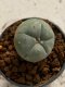 Lophophora williamsii 4-5 cm 7 years old seed ownroot flower seedling ロフpォフォラ　烏羽玉　仔吹き　サボテン